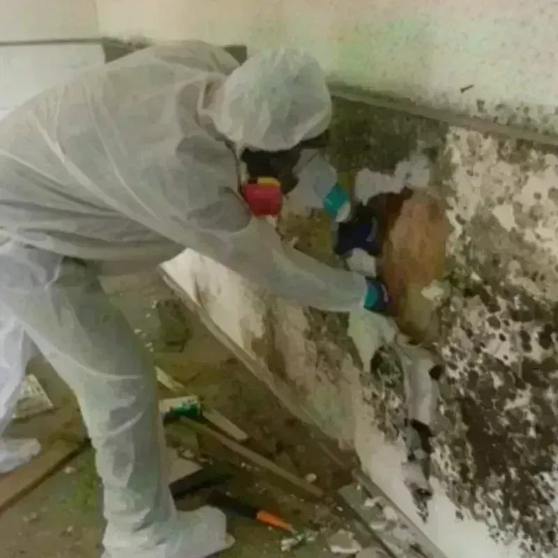 Mold Remediation and Removal in Pine Hills, CA